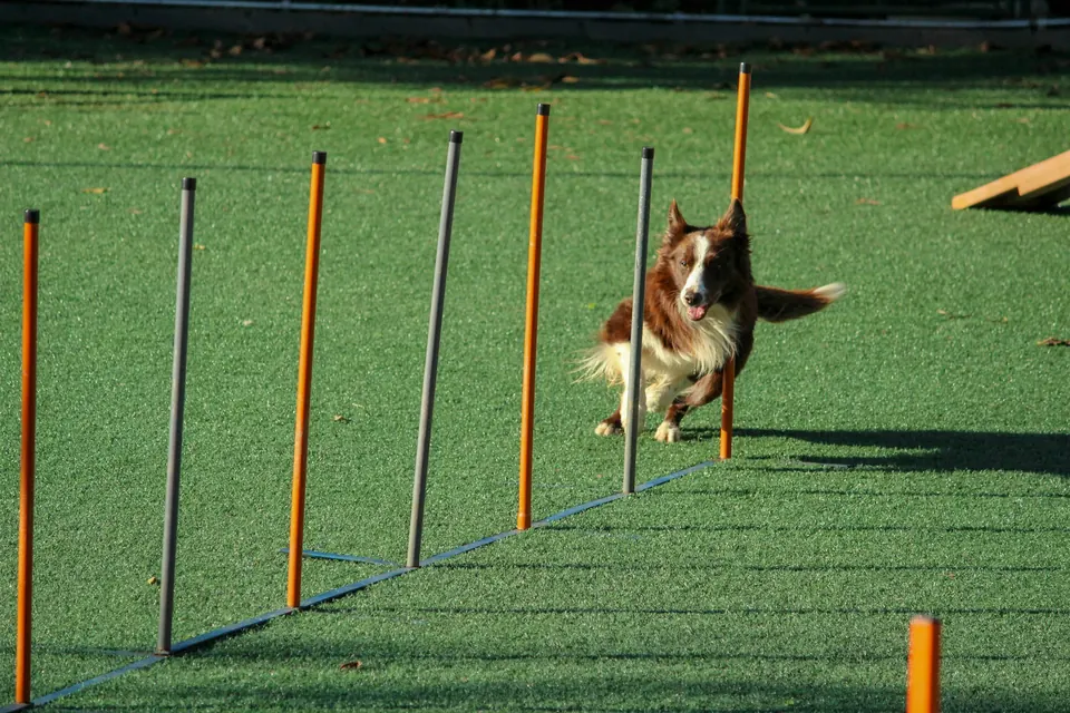 Dog trainer work