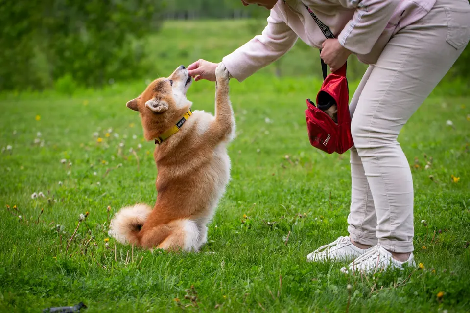 Dog trainer work