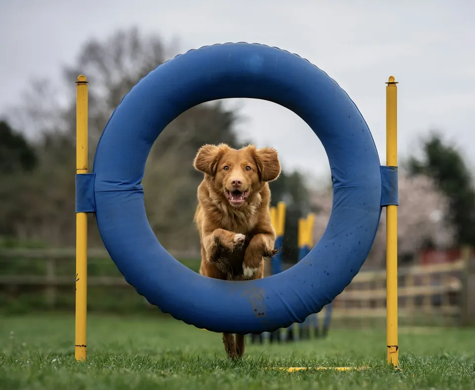 Dog trainer work
