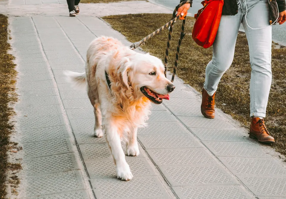 Dog trainer work
