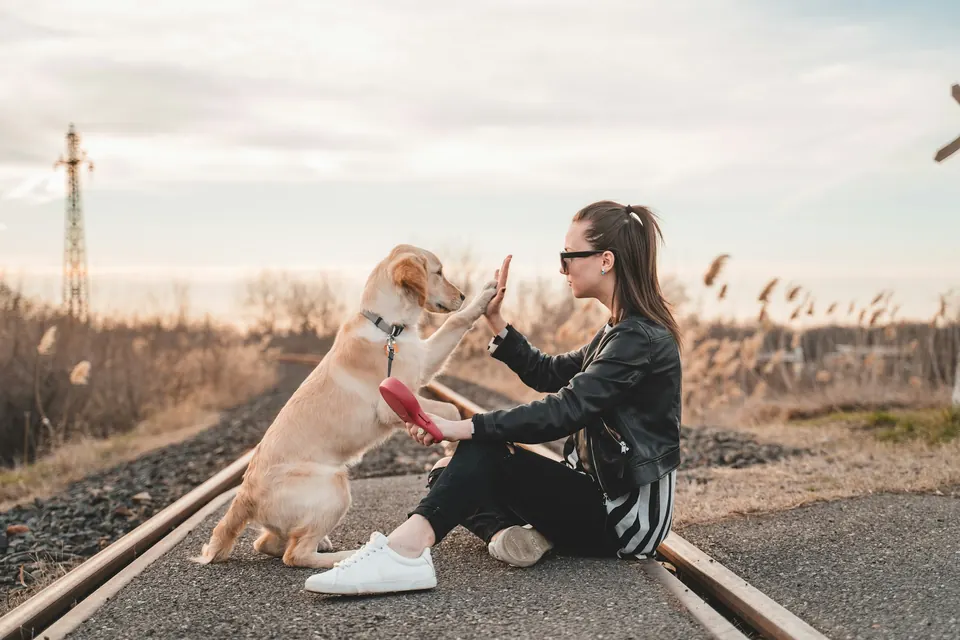 Dog trainer work