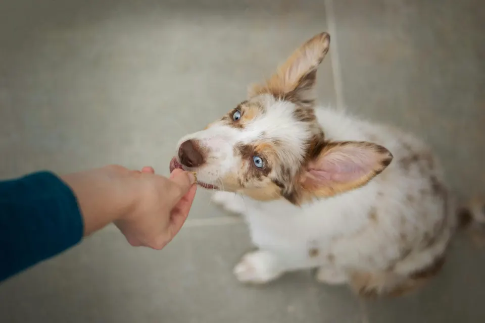 Dog trainer work