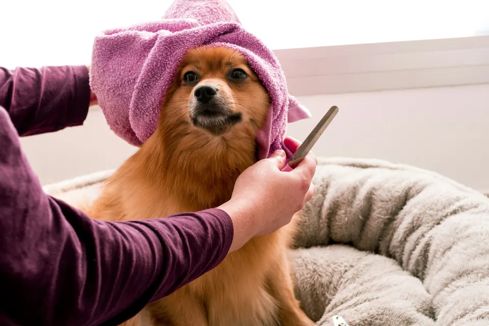 Pet grooming work