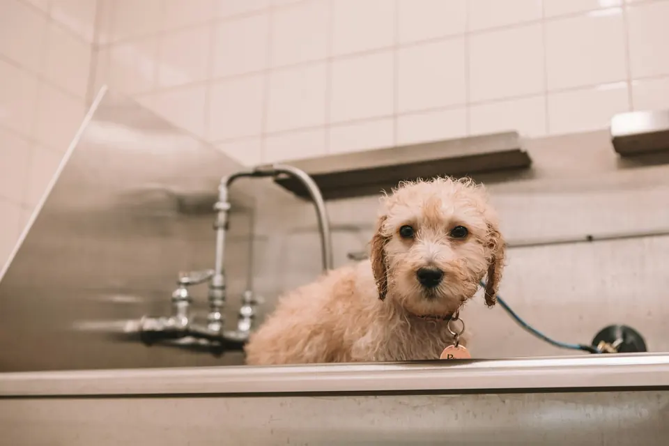 Pet grooming work