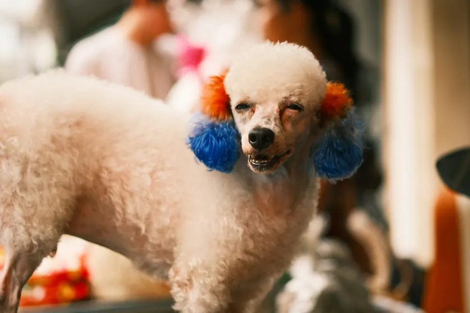 Pet grooming work