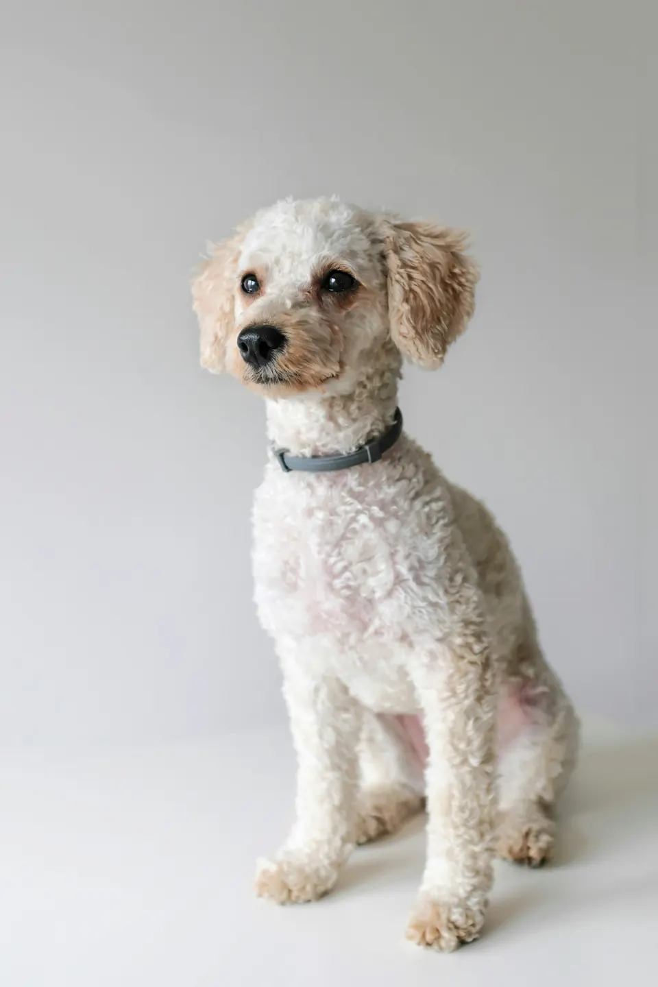 Pet grooming work